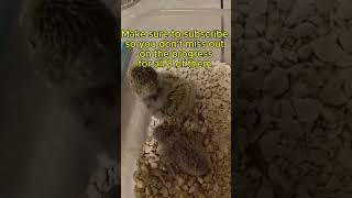 LIVE Budgie baby cam. #birdcamera #budgerigars #budgies #birds #birdcam