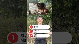 Japanese Quiz! #japan #japanese #learnjapanese