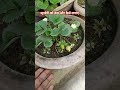 स्ट्राबेरी को कब और कैसे लगाए #garden #gardenplants #terracegardenindia #gardenflowers #terracegarde