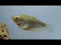 Moonlight Gourami Fish Care, Habitat, Diet & Breeding And More  (Trichopodus microlepis)
