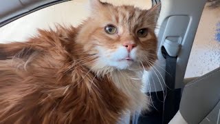 Cat Reaction To Car Wash