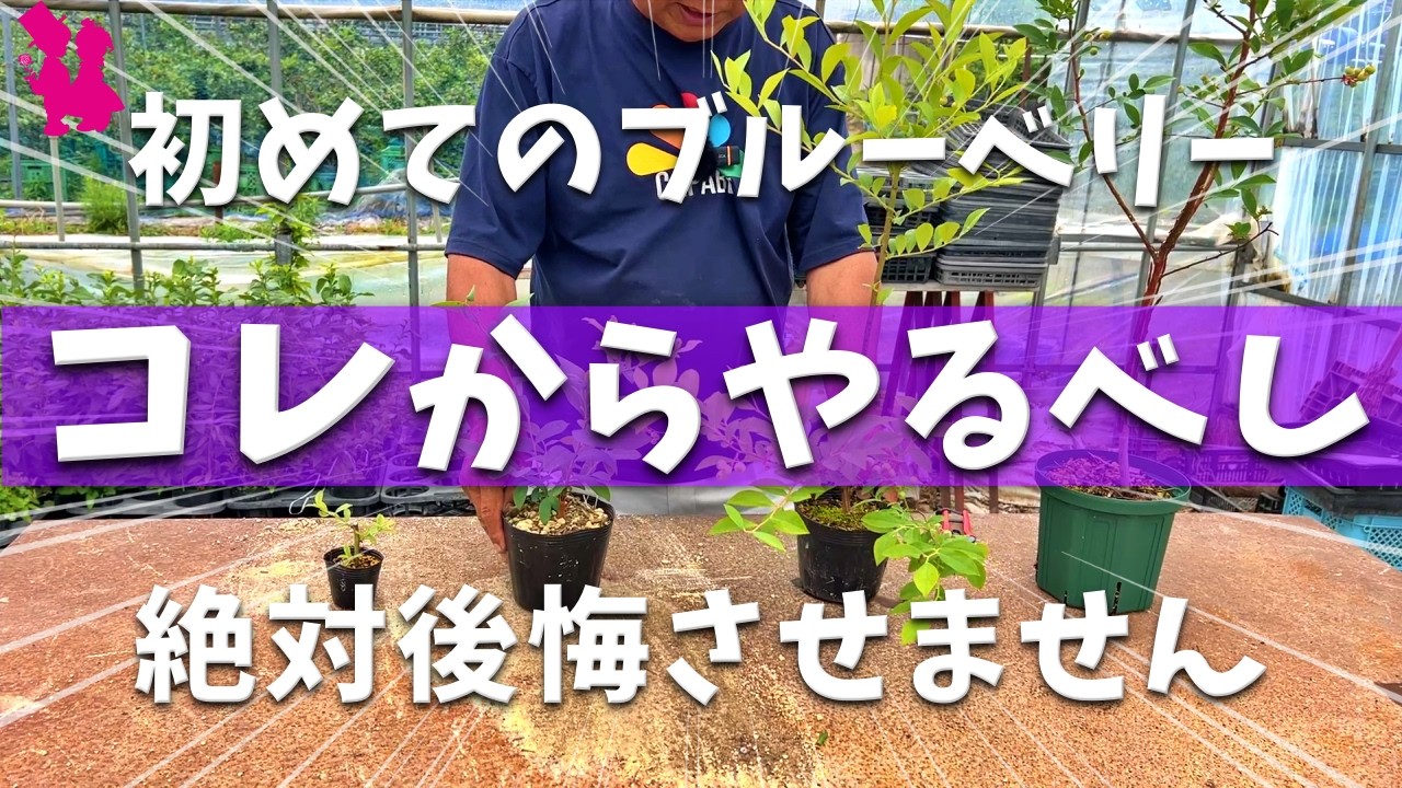 【入門者向け🔰】初めてのブルーベリーなら絶対にこの品種がオススメ!