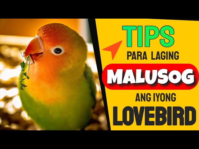 5 TIPS Para Mapanatiling Malusog Ang Iyong Lovebirds - TIPS To Always Keep Your Love Birds Healthy class=