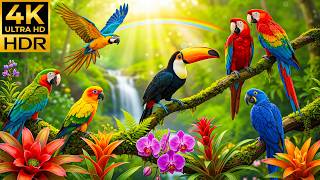 Nature’s Most Beautiful Birds in 4K | Relaxing Bird Sounds for Calm, Peace & Inspiration screenshot 1