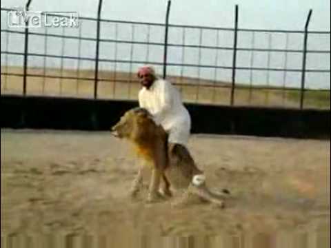 Arab Guy riding a Lion ! whaaaaaaaaaaat ?