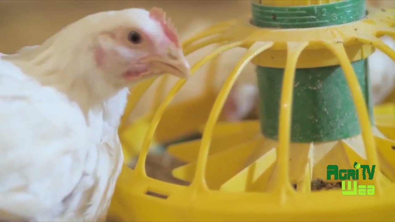 Les produits d'élevage à budgetiser