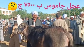 اسعار الشبيب والشعاري الجاموسي بسوق ارمنت