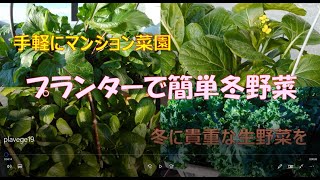 手軽にマンション菜園 プランターで簡単冬野菜 Youtube