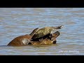 CÁGADO-CINZA, CÁGADO-DE-BARBELAS (PHRYNOPS HILARII), HILAIRE-TOAD HEADED TURTLE, Banho de sol.