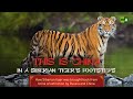 In a Siberian Tiger's Footsteps. How Siberian tiger was saved from extinction by Russia and China
