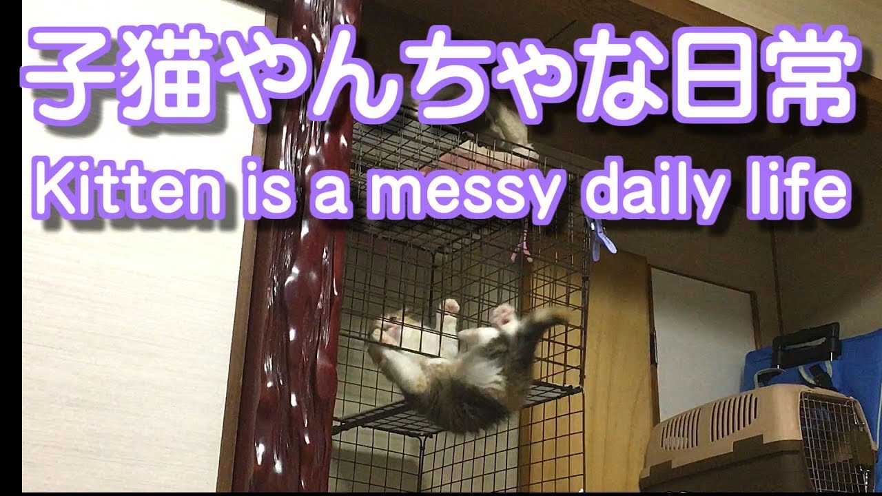 猫部屋の子猫達のやんちゃな日常 可愛いスコティッシュフォールド子猫情報おもしろ動画 里親募集中猫ブリーダー販売 Kitten S Cute Cat Scottish Fold Youtube 猫部屋の子猫達のやんちゃな日常 可愛いスコティッシュフォールド子猫情報おもしろ動画 里親募集中猫ブリーダー販売 Kitten S Cute Cat Scottish Fold Youtube