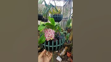 "Rực Rỡ Sắc Hương: Chiêm Ngưỡng Vẻ Đẹp Hoa Lan Ngọc Điểm!"