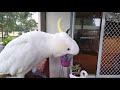 Morning talk with a wild Cockatoo