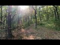 Осень в лесу. Березовая роща. Жигулёвск.