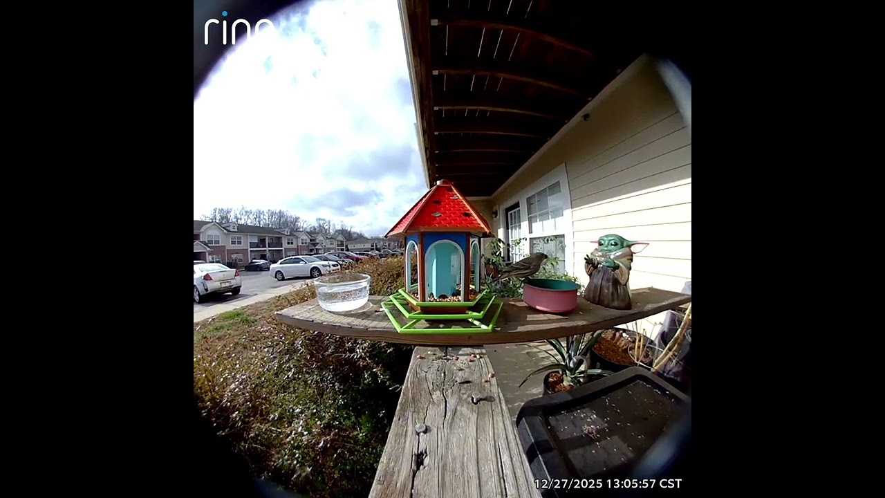Mr and Mrs house finch on a launch date  