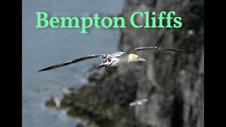 Gannets Of Bempton Cliffs