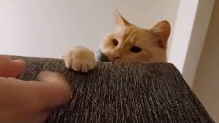 Cat Throwing Paws