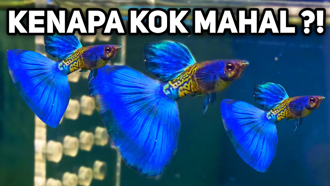 Kenapa Kok Ikan Guppy Jenis ini Harganya Bisa Mahal ?!...