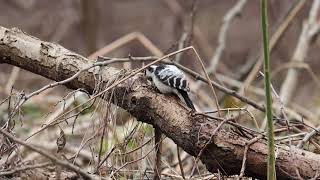 Woodpecker has a delicious lunch