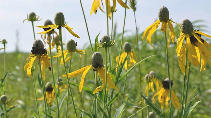 Community driven ecosystem restoration: Highlighti...