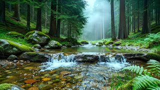 Forest Ambience Birds Singing Beautiful Stream Sounds for Sleep, Rest, Medicine, Focus Study ASMR