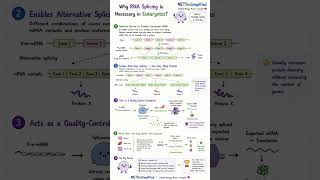 Day 26 of 140| Why Post transcriptional modification is required in eukaryotes #molecularevolution