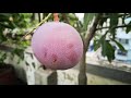 Palmer Mango Tree on The Rooftop