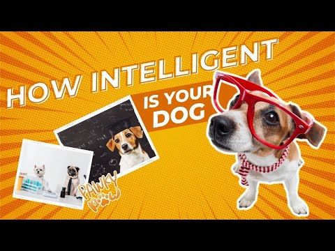 How Intelligent is