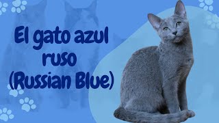 El Gato Azul Ruso (Russian Blue) russian blue cat | gato arcangel