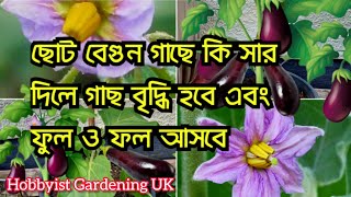 What fertilizer will be applied to the eggplant plant will increase the plant and double the yield