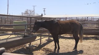 Lubbock County Sheriff looking for owner of black quarter horse