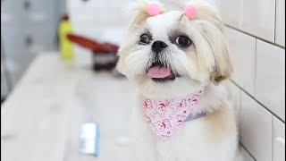 Tosa na Tesoura com máquina em Shih Tzu (tosa bebê)