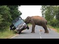 Elephant attack srilanka  ceylon wild elephant attack  wild elephant attack on a jeep