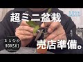 超ミニ盆栽、売店準備。　@bonsai1007  #ミニ盆栽
