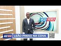 LEÃO PRESO NA COVA #EcoNews