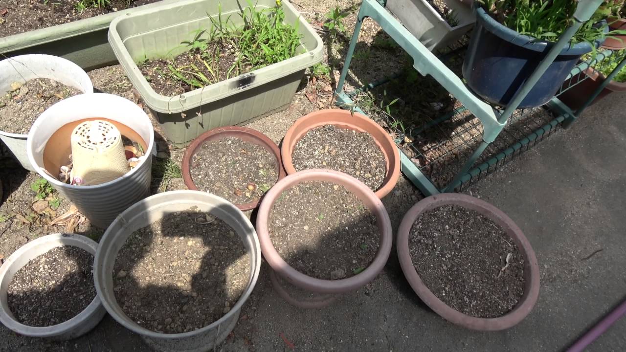 アサガオを植えた - YouTube