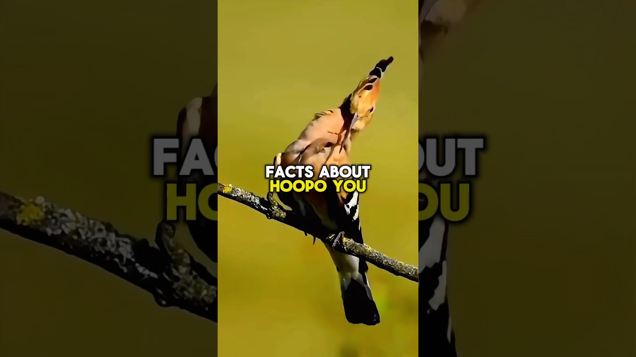 HOOPOE FACTS! 