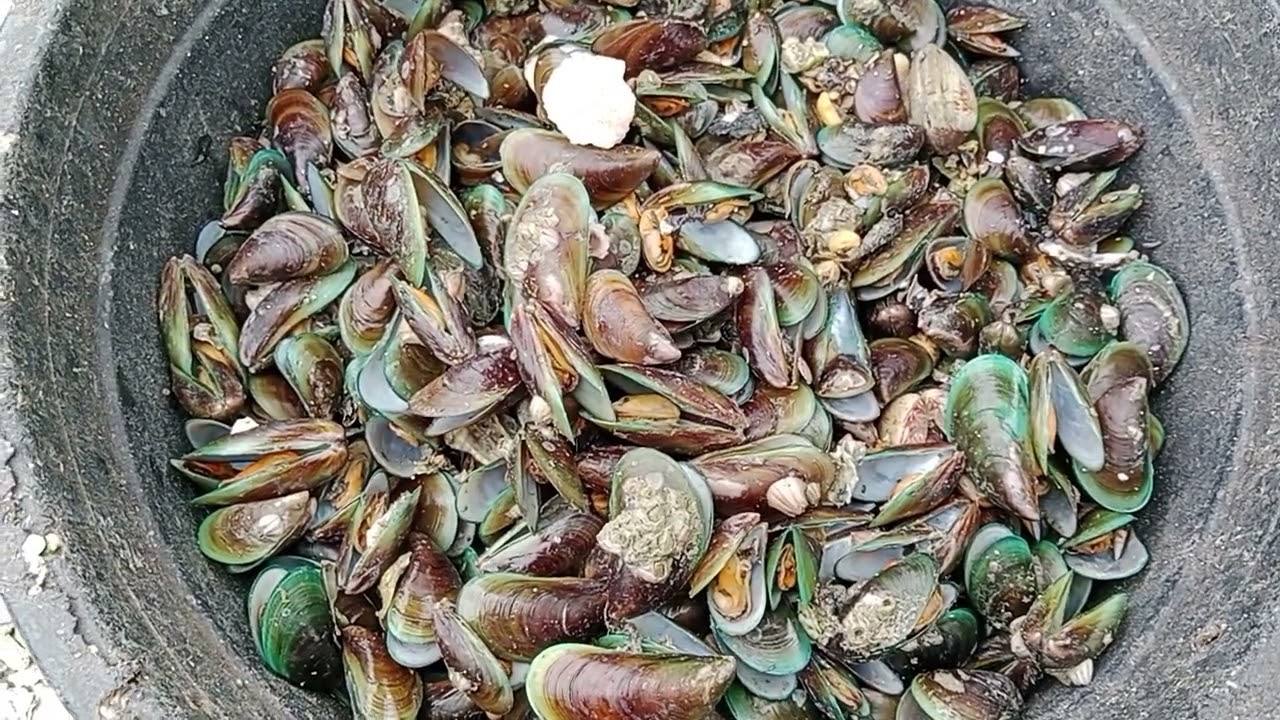 bulan Januari musim kerang ijo empang