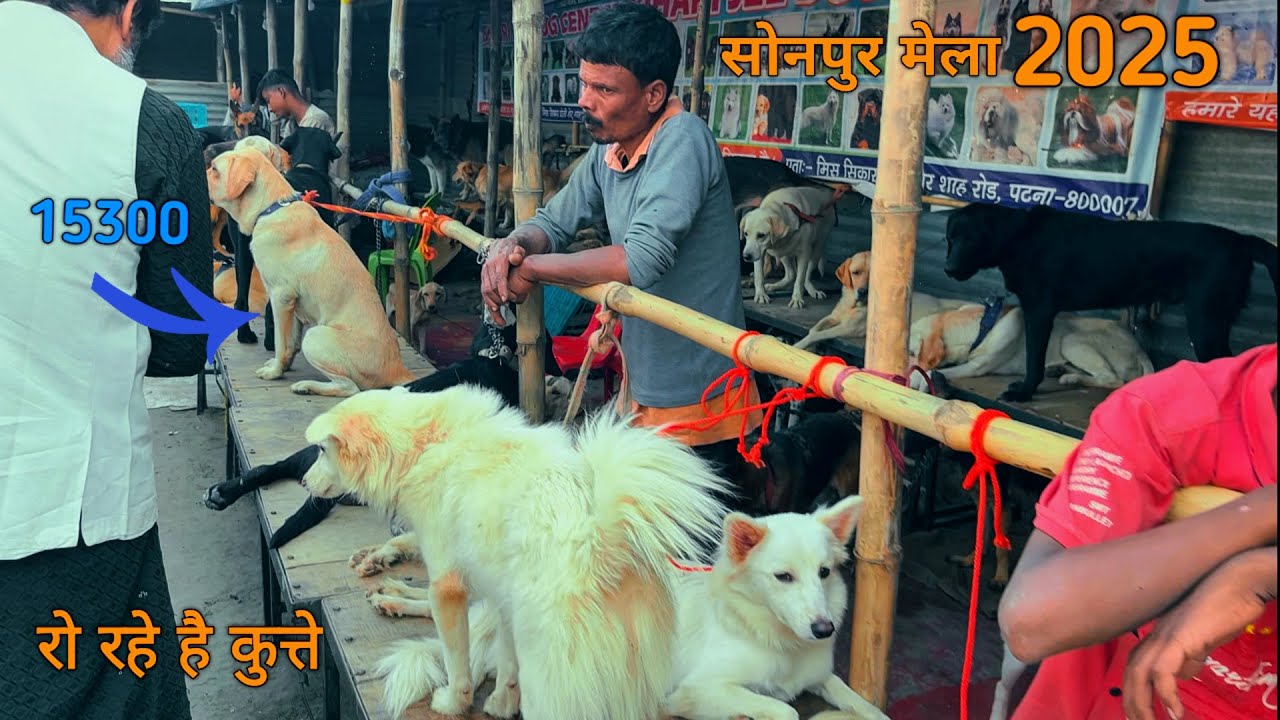 Sonpur mela dog market || कुत्ता बाज़ार || सोनपुर मेला 2025 || akkuvloger1