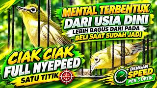 CIAK CIAK SEBOR PANCINGAN KECIAL KUNING NYEPEED PER 2 DETIK ‼️ KECIAL KUNING SPEED VOKAL PENDEK