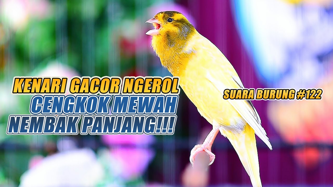SUARA BURUNG |122| Kenari GACOR PANJANG INI Cocok untuk Masteran KENARI PAUD dan Kenari Macet BUNYI