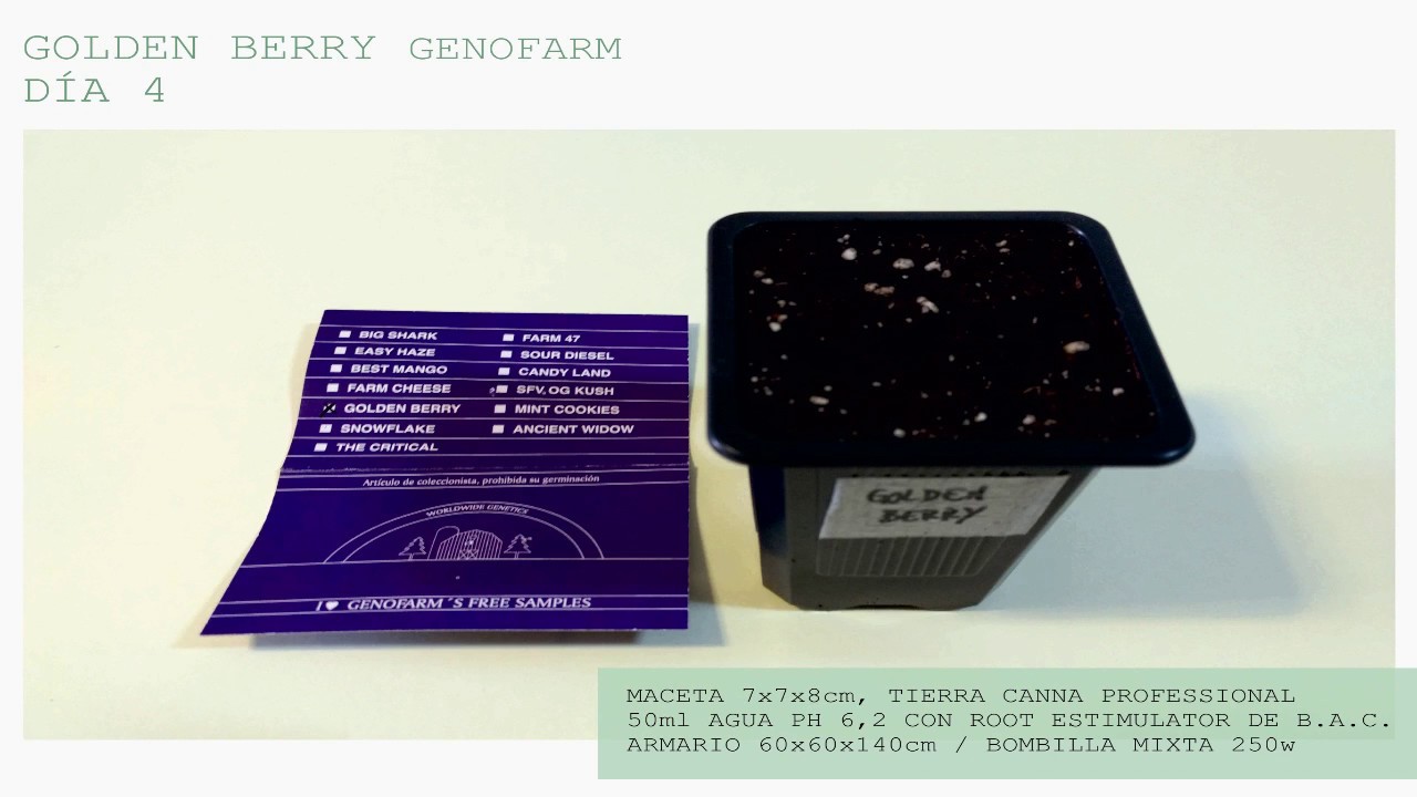 1ª SEMANA GERMINACIÓN Golden Berry GENOFARM 250w