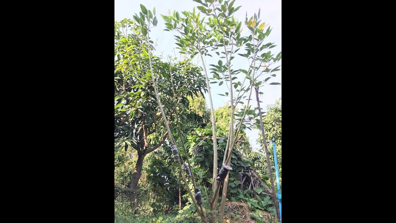 ผลการขยายพันธุ์ทองหลาง  ทั้ง 3 แบบ ปักชำ , ล่อรากในขวด , ตอนกิ่ง