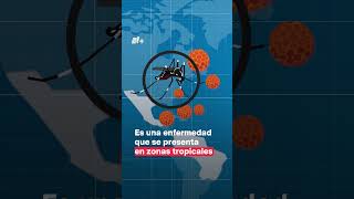 ¿Cuáles son los síntomas del dengue?  N+ #nmas #shorts