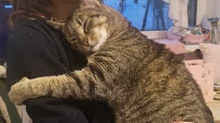 Cats are more affectionate than you might think😍 screenshot 1