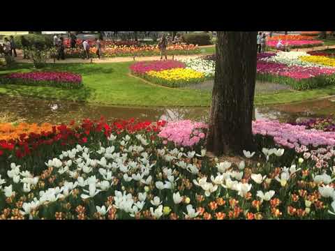 Vidéo: Tulipes En Plein Champ. Partie 2