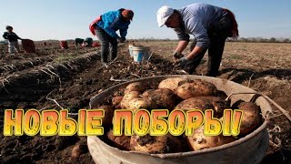 Жителей России начнут штрафовать за выращивание картофеля