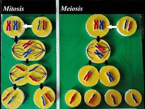 My Old | Simple and Easy | Cell Division Model Idea