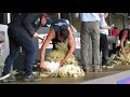 Royal Highland Show 2019 Sheep Shearng Open Final