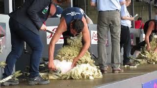 Royal Highland Show 2019 Sheep Shearng Open Final